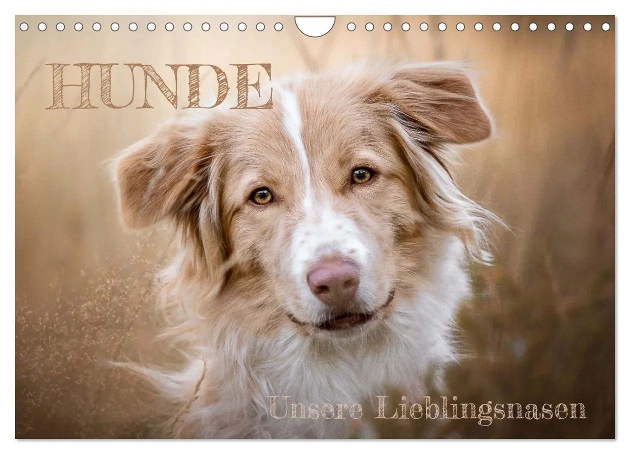 Cover: 9783457587928 | Hunde - Unsere Lieblingsnasen (Wandkalender 2026 DIN A4 quer),...