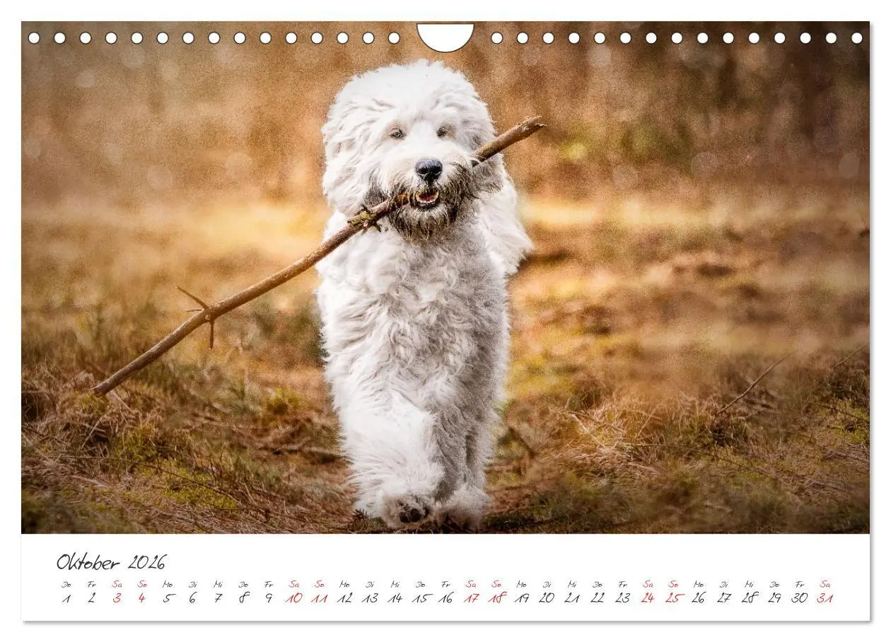 Bild: 9783457587928 | Hunde - Unsere Lieblingsnasen (Wandkalender 2026 DIN A4 quer),...