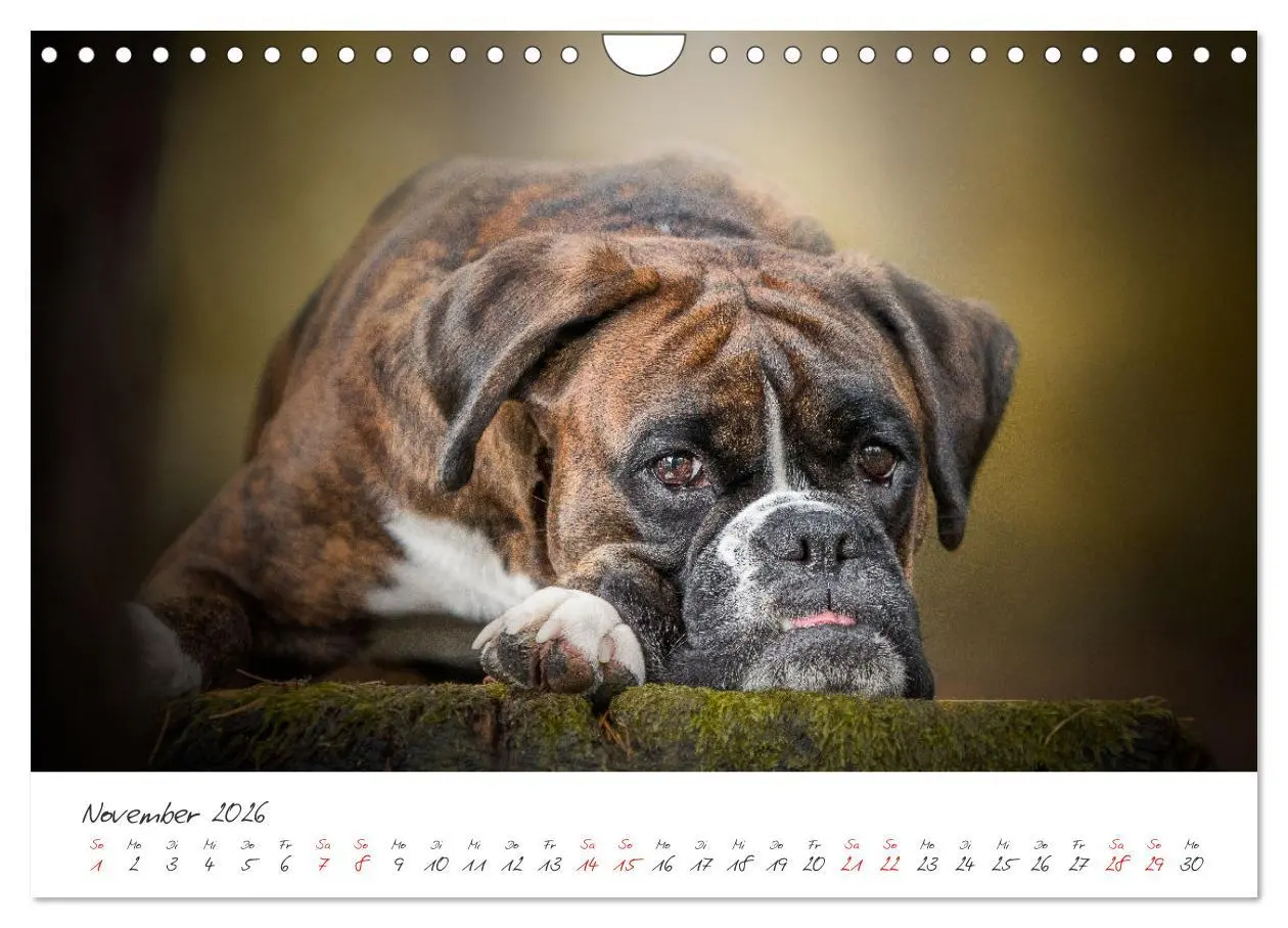 Bild: 9783457587928 | Hunde - Unsere Lieblingsnasen (Wandkalender 2026 DIN A4 quer),...
