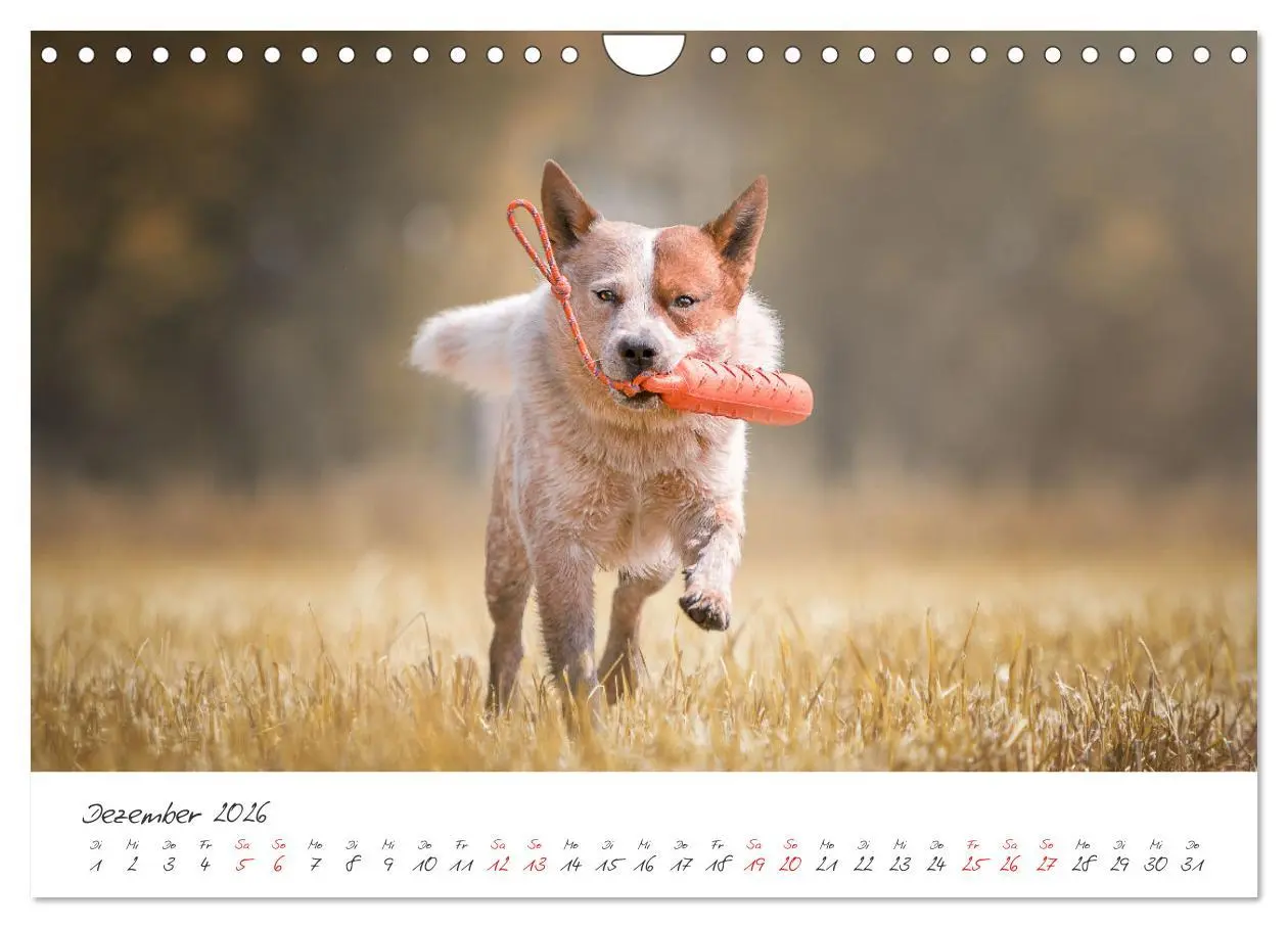 Bild: 9783457587928 | Hunde - Unsere Lieblingsnasen (Wandkalender 2026 DIN A4 quer),...