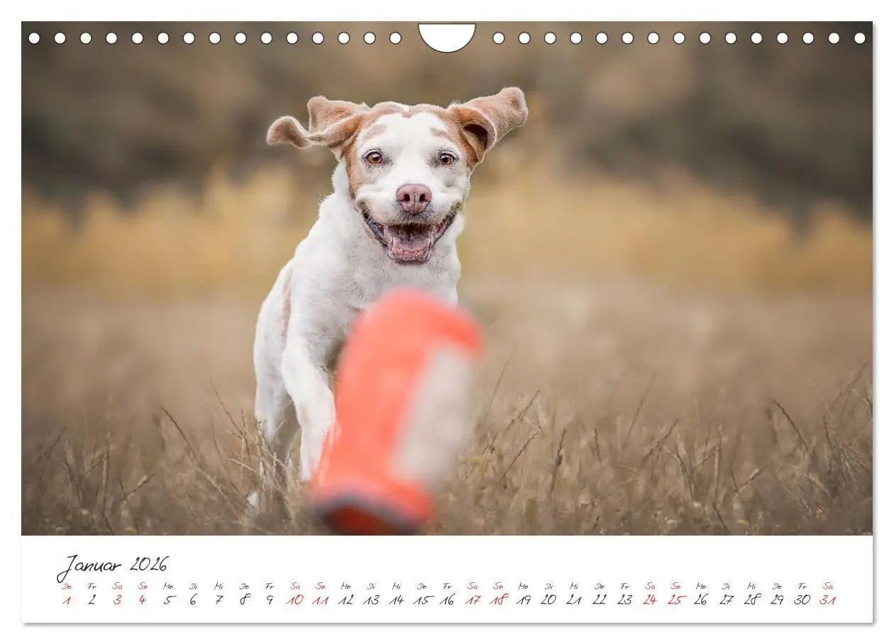 Bild: 9783457587928 | Hunde - Unsere Lieblingsnasen (Wandkalender 2026 DIN A4 quer),...