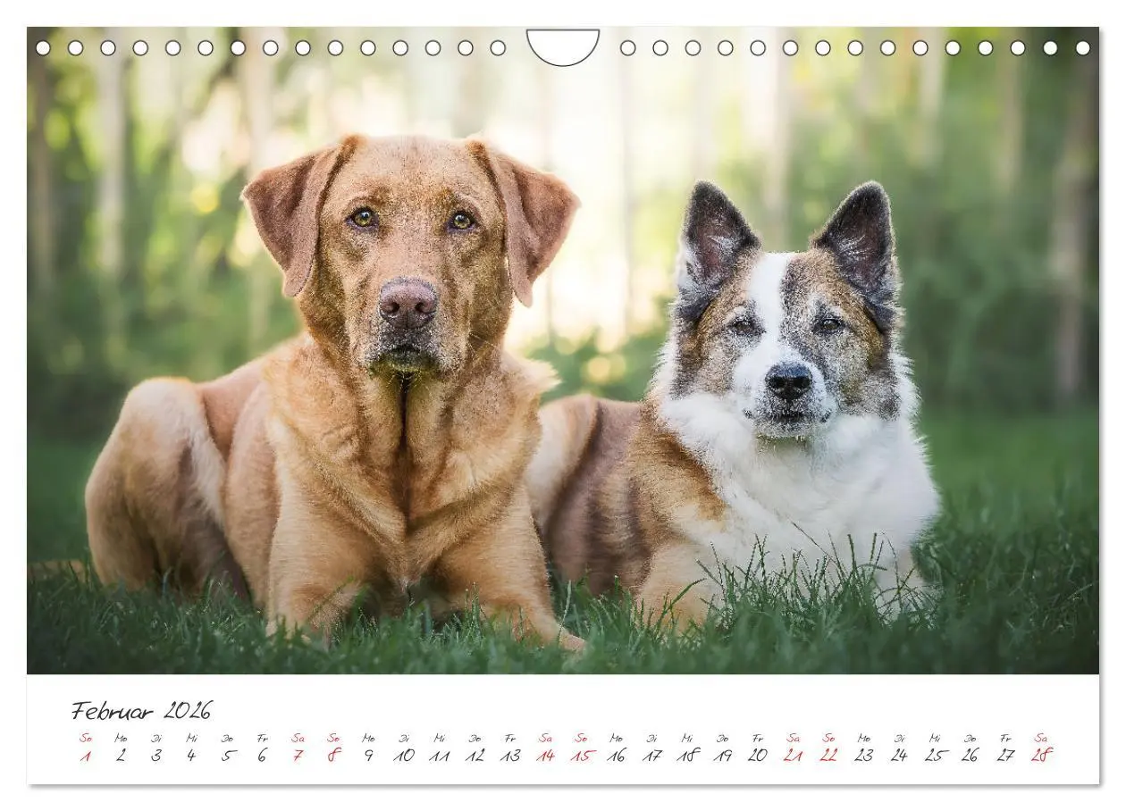 Bild: 9783457587928 | Hunde - Unsere Lieblingsnasen (Wandkalender 2026 DIN A4 quer),...