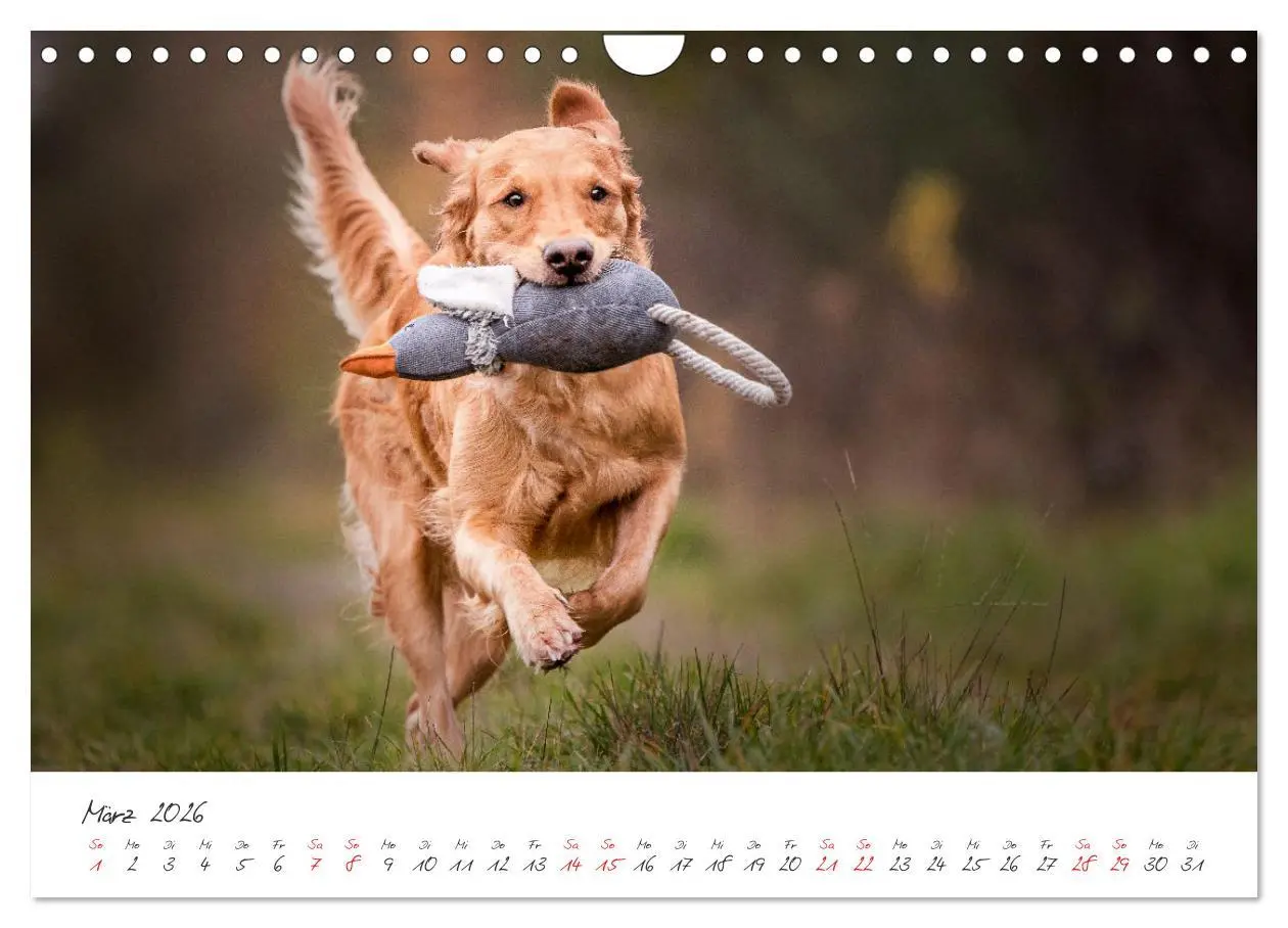 Bild: 9783457587928 | Hunde - Unsere Lieblingsnasen (Wandkalender 2026 DIN A4 quer),...