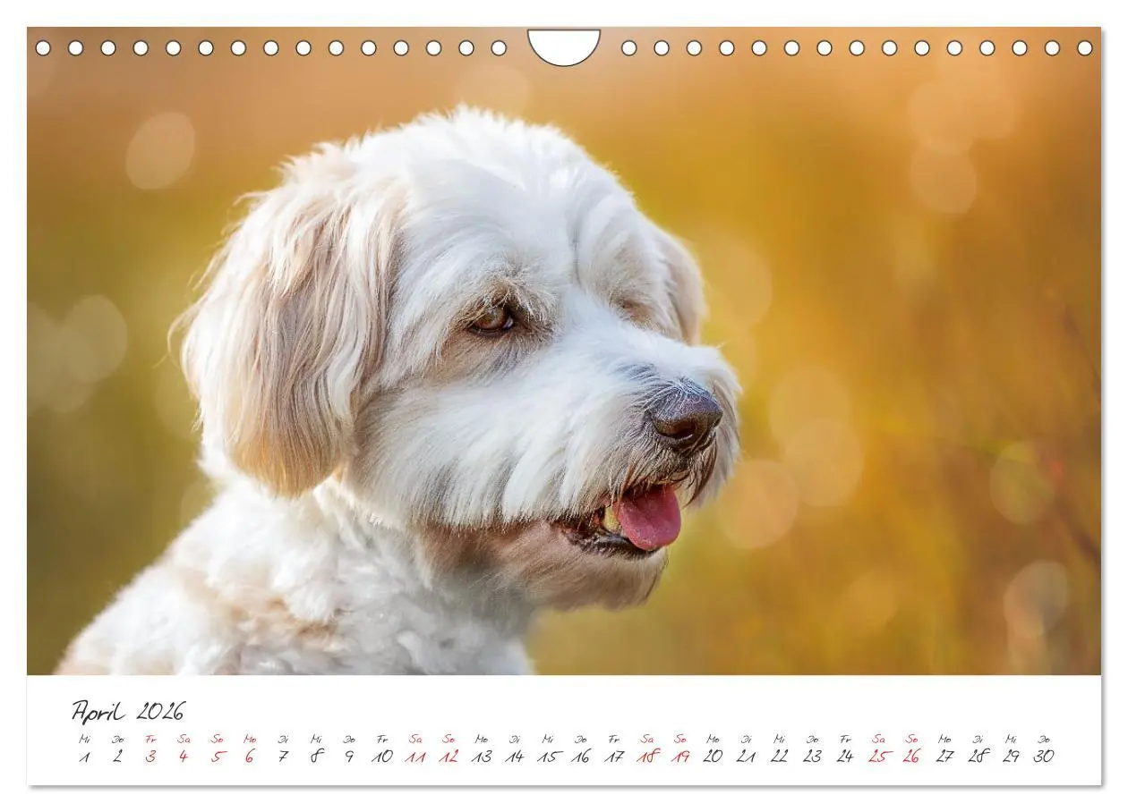 Bild: 9783457587928 | Hunde - Unsere Lieblingsnasen (Wandkalender 2026 DIN A4 quer),...