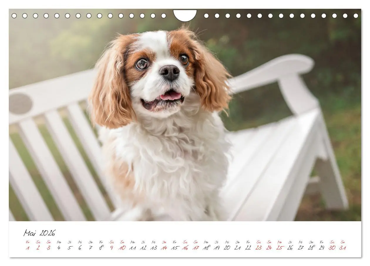 Bild: 9783457587928 | Hunde - Unsere Lieblingsnasen (Wandkalender 2026 DIN A4 quer),...