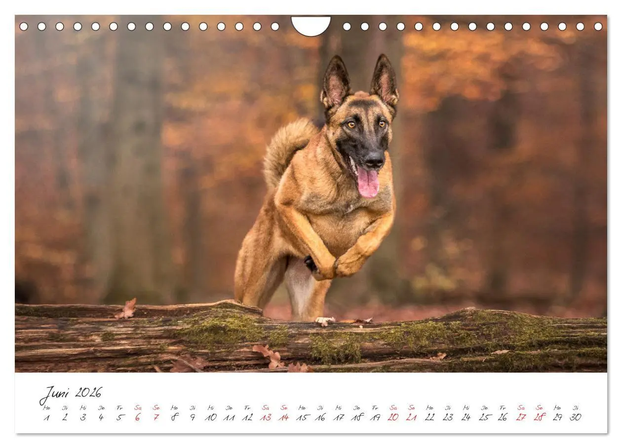 Bild: 9783457587928 | Hunde - Unsere Lieblingsnasen (Wandkalender 2026 DIN A4 quer),...