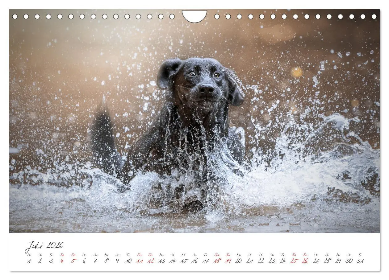 Bild: 9783457587928 | Hunde - Unsere Lieblingsnasen (Wandkalender 2026 DIN A4 quer),...