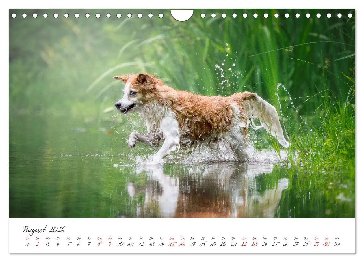 Bild: 9783457587928 | Hunde - Unsere Lieblingsnasen (Wandkalender 2026 DIN A4 quer),...