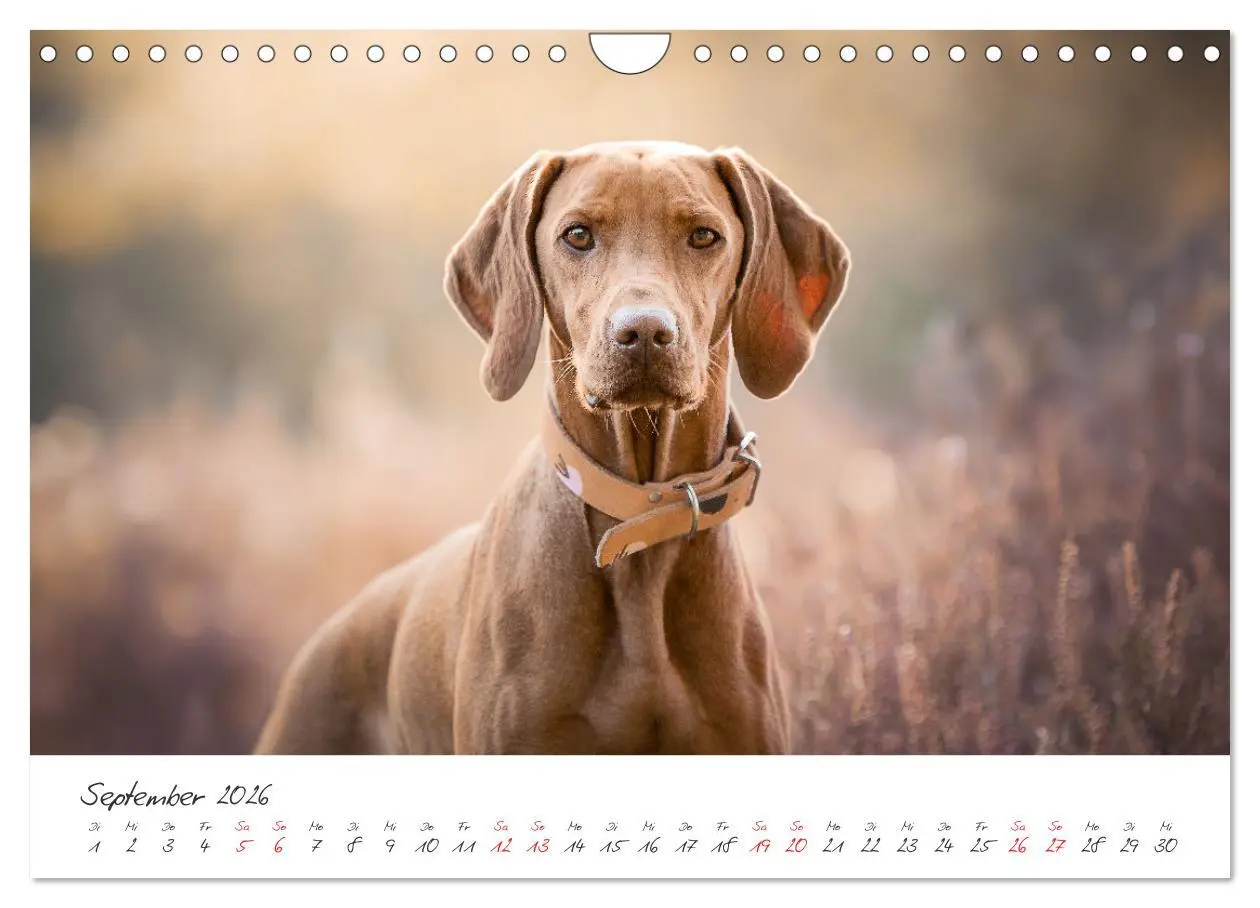 Bild: 9783457587928 | Hunde - Unsere Lieblingsnasen (Wandkalender 2026 DIN A4 quer),...