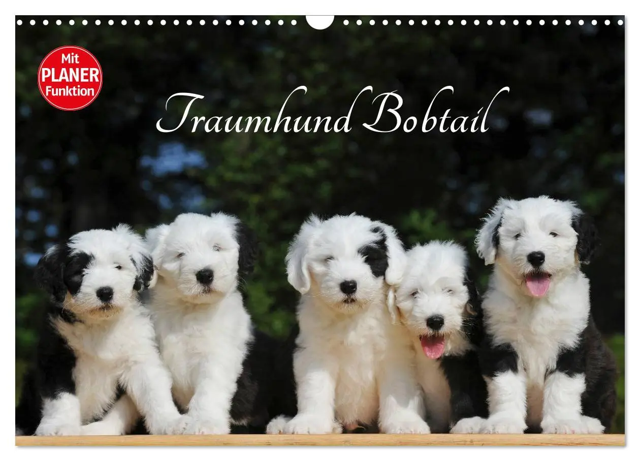 Cover: 9783516008128 | Traumhund Bobtail (Wandkalender 2026 DIN A3 quer), CALVENDO...