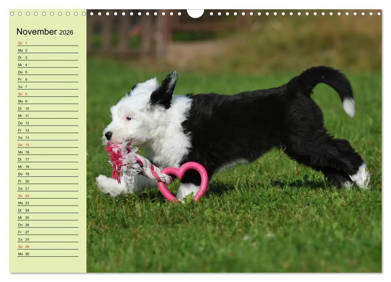 Bild: 9783516008128 | Traumhund Bobtail (Wandkalender 2026 DIN A3 quer), CALVENDO...
