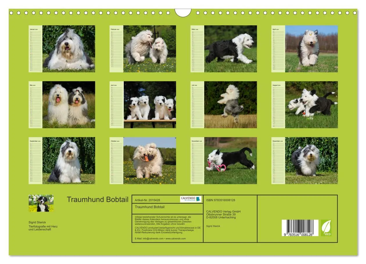 Bild: 9783516008128 | Traumhund Bobtail (Wandkalender 2026 DIN A3 quer), CALVENDO...