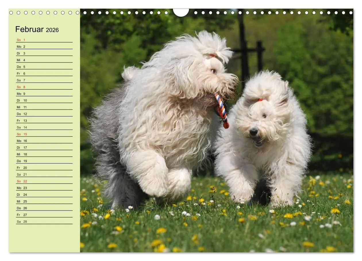 Bild: 9783516008128 | Traumhund Bobtail (Wandkalender 2026 DIN A3 quer), CALVENDO...