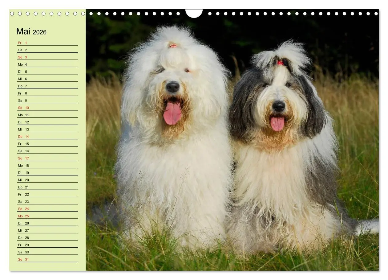 Bild: 9783516008128 | Traumhund Bobtail (Wandkalender 2026 DIN A3 quer), CALVENDO...