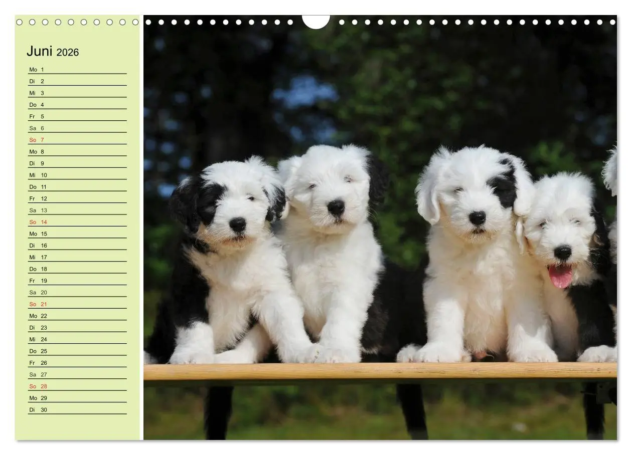 Bild: 9783516008128 | Traumhund Bobtail (Wandkalender 2026 DIN A3 quer), CALVENDO...