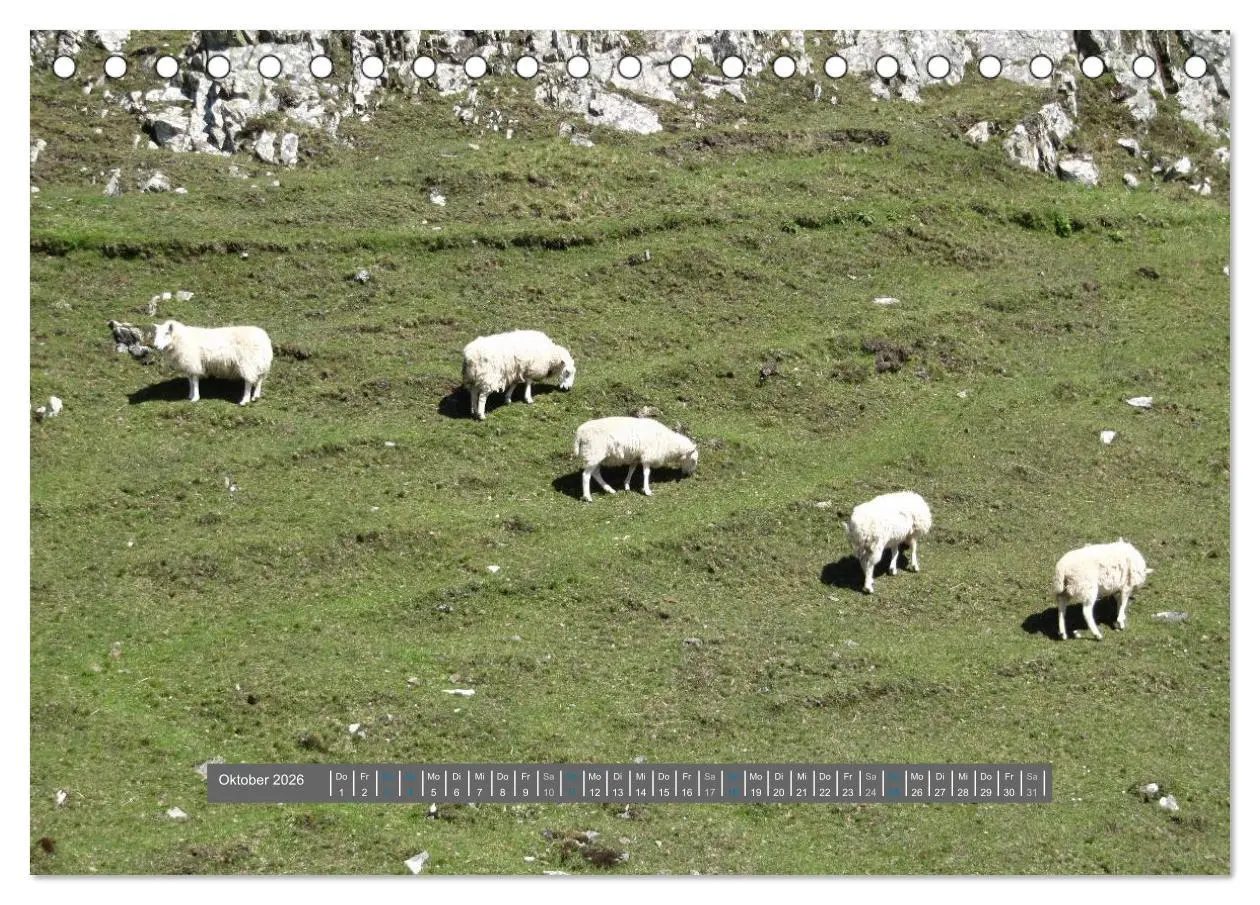 Bild: 9783516178128 | Schottlands Highland Schafe (Tischkalender 2026 DIN A5 quer),...