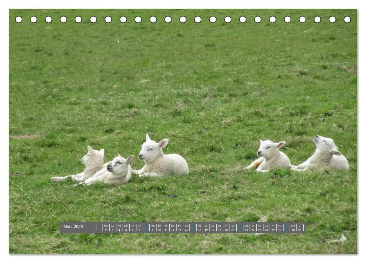 Bild: 9783516178128 | Schottlands Highland Schafe (Tischkalender 2026 DIN A5 quer),...