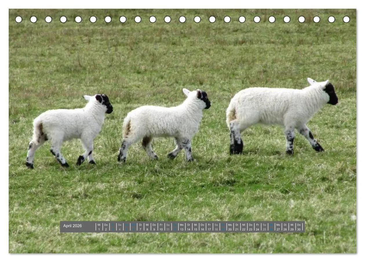 Bild: 9783516178128 | Schottlands Highland Schafe (Tischkalender 2026 DIN A5 quer),...
