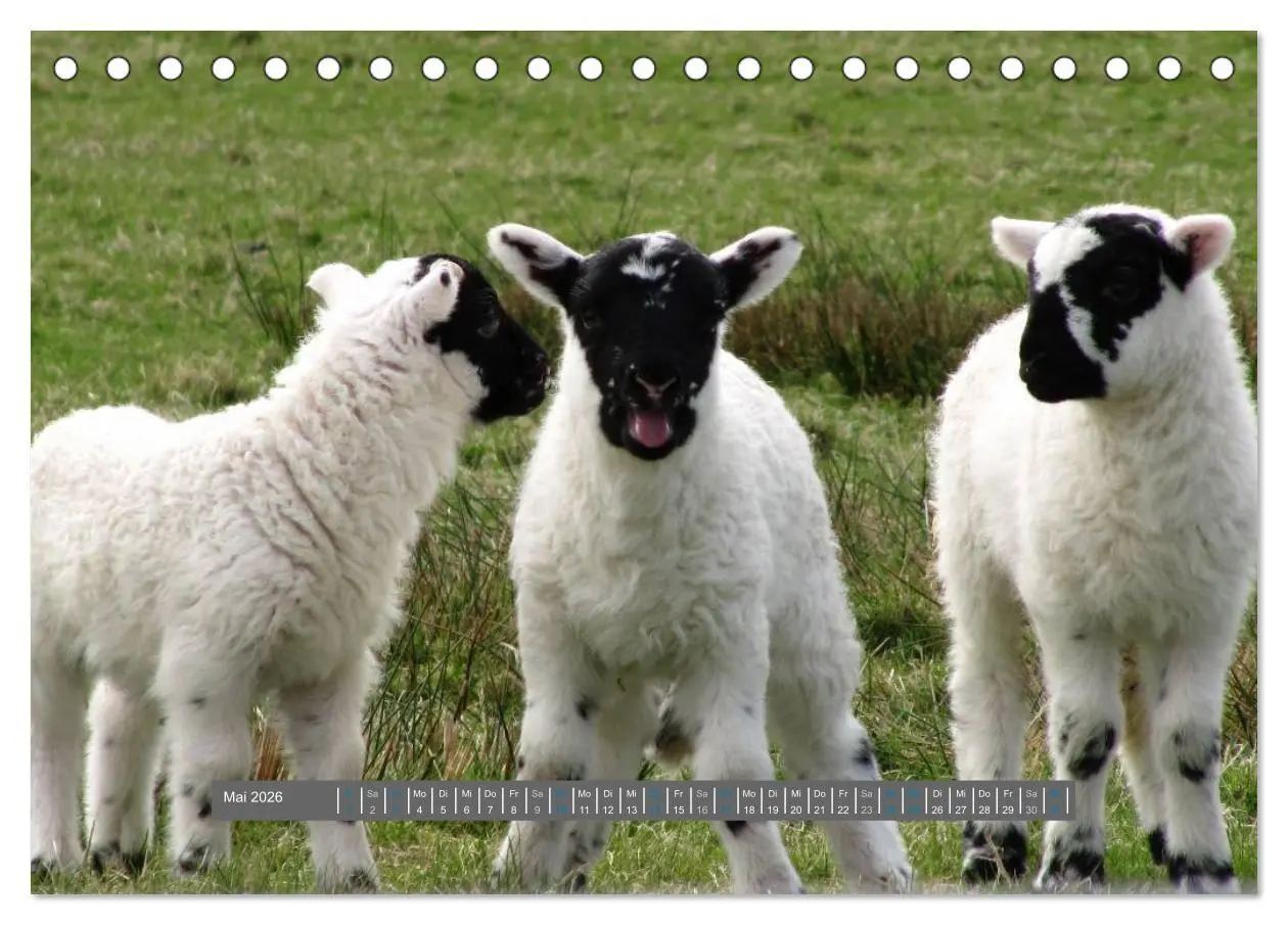 Bild: 9783516178128 | Schottlands Highland Schafe (Tischkalender 2026 DIN A5 quer),...