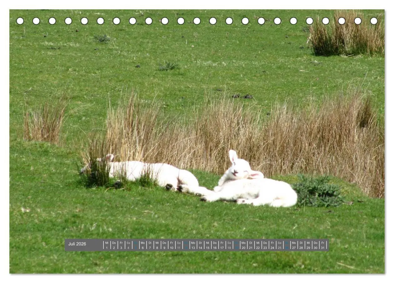 Bild: 9783516178128 | Schottlands Highland Schafe (Tischkalender 2026 DIN A5 quer),...