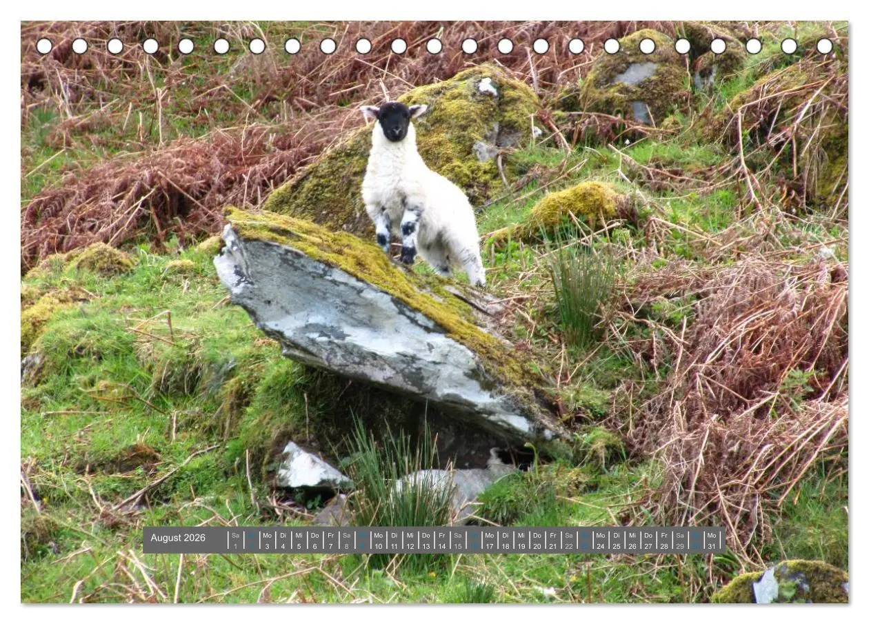 Bild: 9783516178128 | Schottlands Highland Schafe (Tischkalender 2026 DIN A5 quer),...