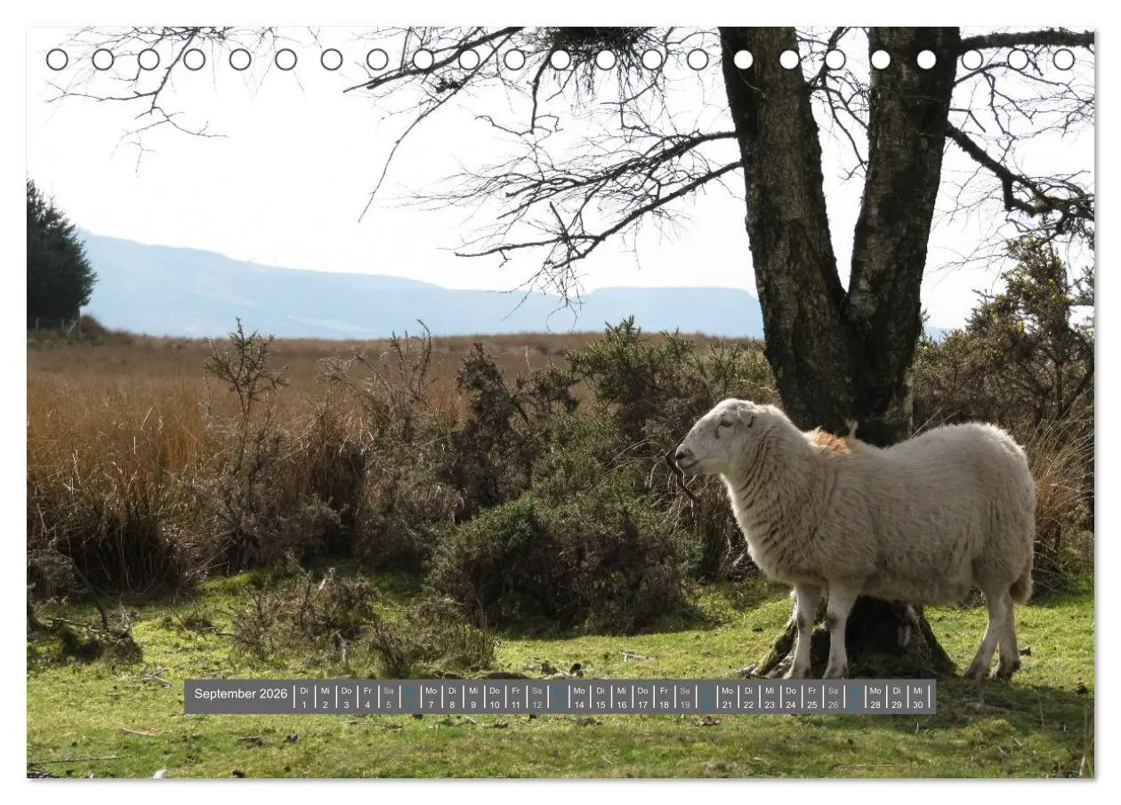 Bild: 9783516178128 | Schottlands Highland Schafe (Tischkalender 2026 DIN A5 quer),...