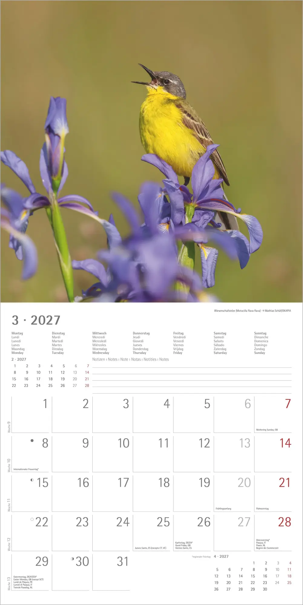 Bild: 4069095018228 | Einheimische Vögel 2027 | Neumann Verlage GmbH &amp; Co KG | Kalender