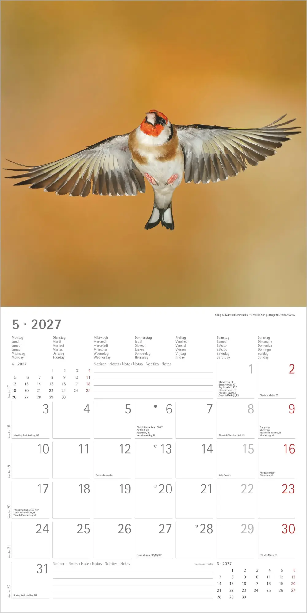 Bild: 4069095018228 | Einheimische Vögel 2027 | Neumann Verlage GmbH &amp; Co KG | Kalender