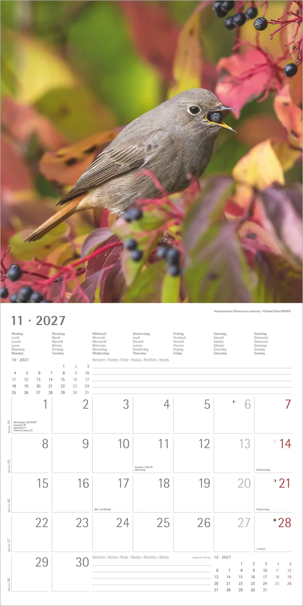 Bild: 4069095018228 | Einheimische Vögel 2027 | Neumann Verlage GmbH &amp; Co KG | Kalender