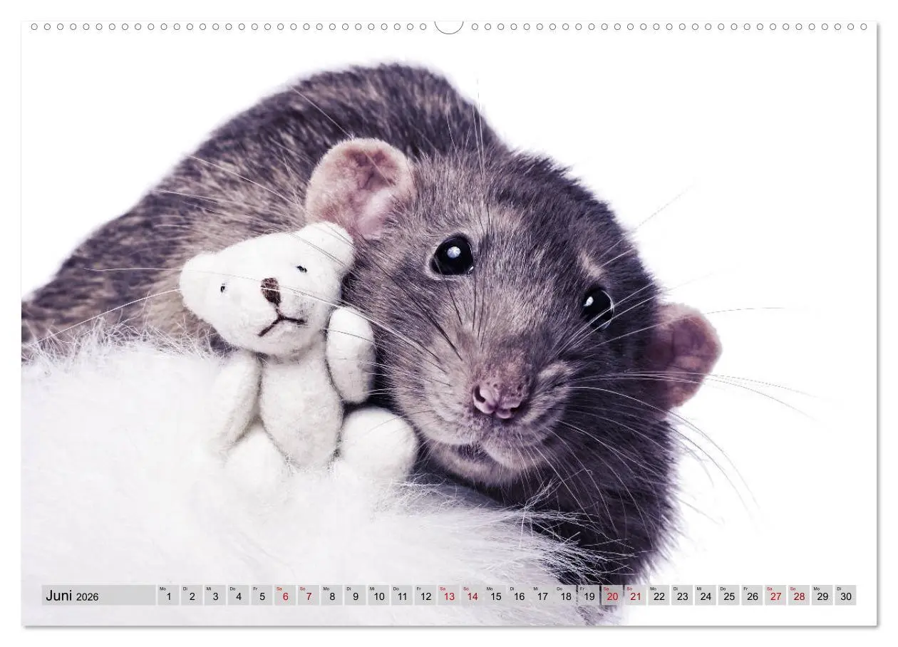 Bild: 9783457758328 | Rattenscharf und zuckersüß (hochwertiger Premium Wandkalender 2026...