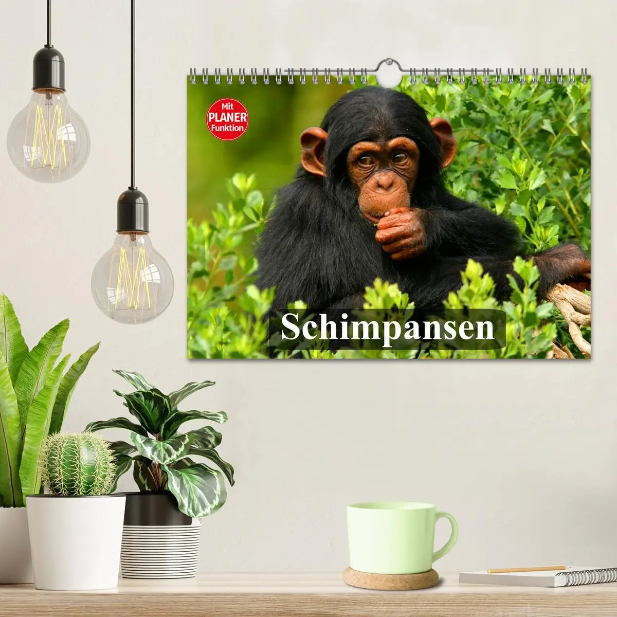 Bild: 9783457998328 | Schimpansen (Wandkalender 2026 DIN A4 quer), CALVENDO Monatskalender
