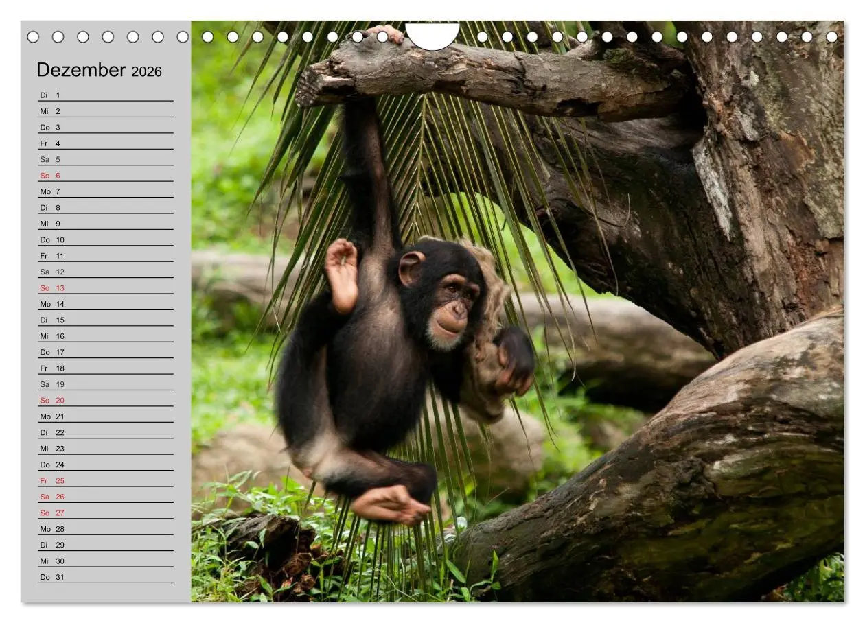 Bild: 9783457998328 | Schimpansen (Wandkalender 2026 DIN A4 quer), CALVENDO Monatskalender