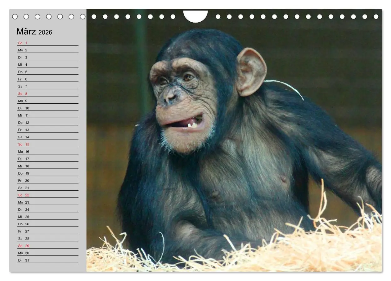 Bild: 9783457998328 | Schimpansen (Wandkalender 2026 DIN A4 quer), CALVENDO Monatskalender