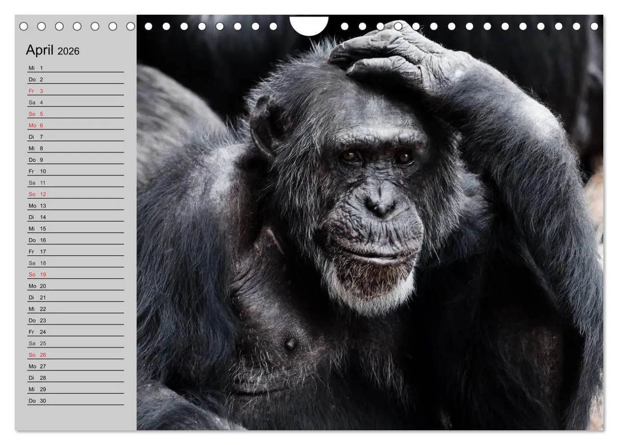 Bild: 9783457998328 | Schimpansen (Wandkalender 2026 DIN A4 quer), CALVENDO Monatskalender