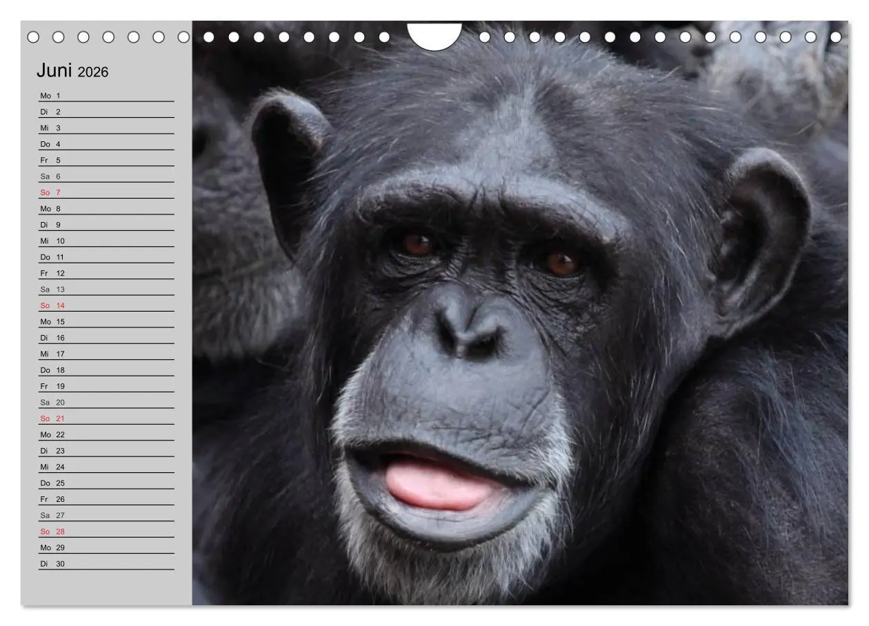 Bild: 9783457998328 | Schimpansen (Wandkalender 2026 DIN A4 quer), CALVENDO Monatskalender