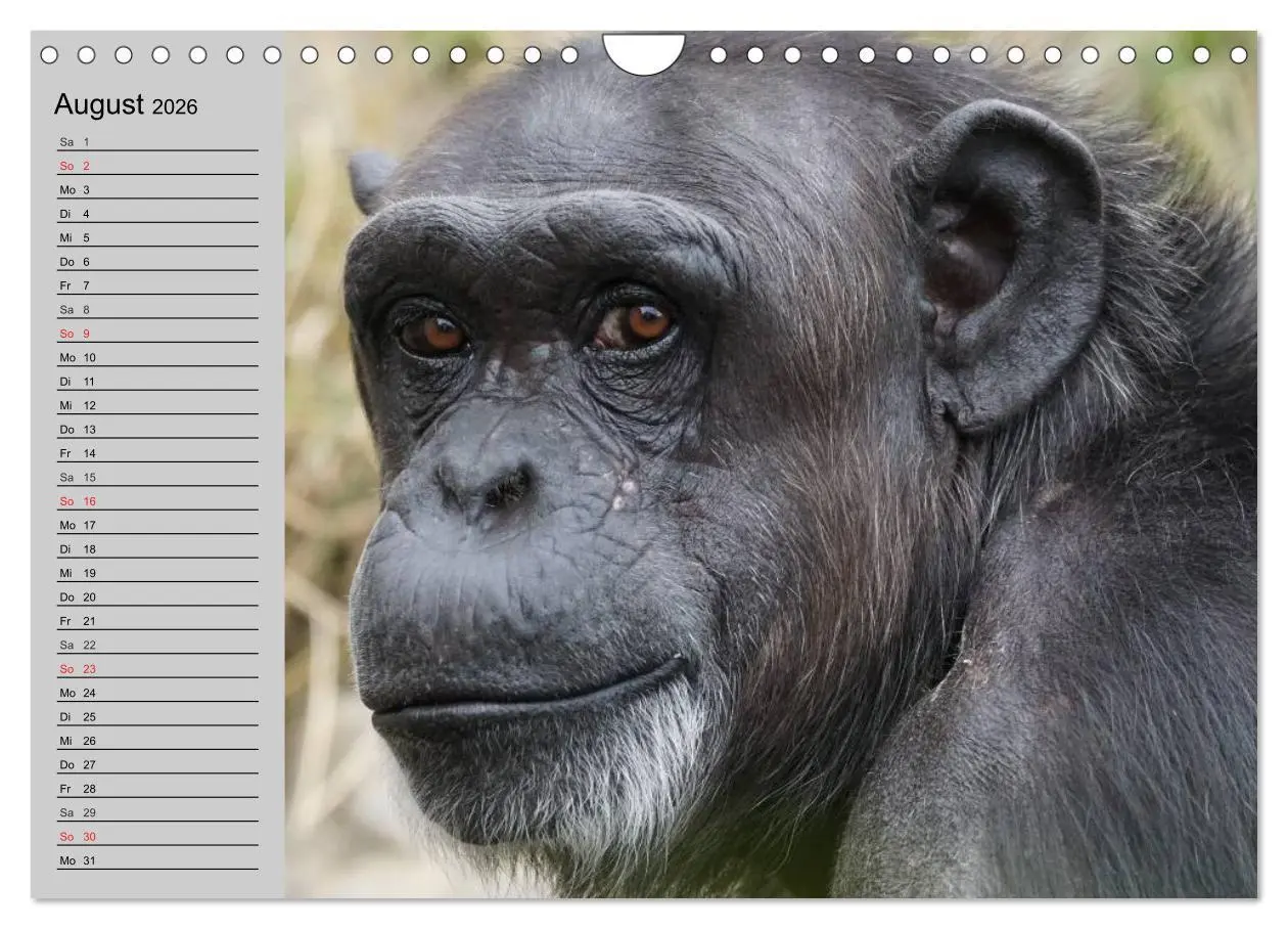 Bild: 9783457998328 | Schimpansen (Wandkalender 2026 DIN A4 quer), CALVENDO Monatskalender