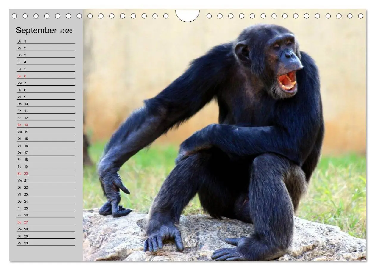 Bild: 9783457998328 | Schimpansen (Wandkalender 2026 DIN A4 quer), CALVENDO Monatskalender
