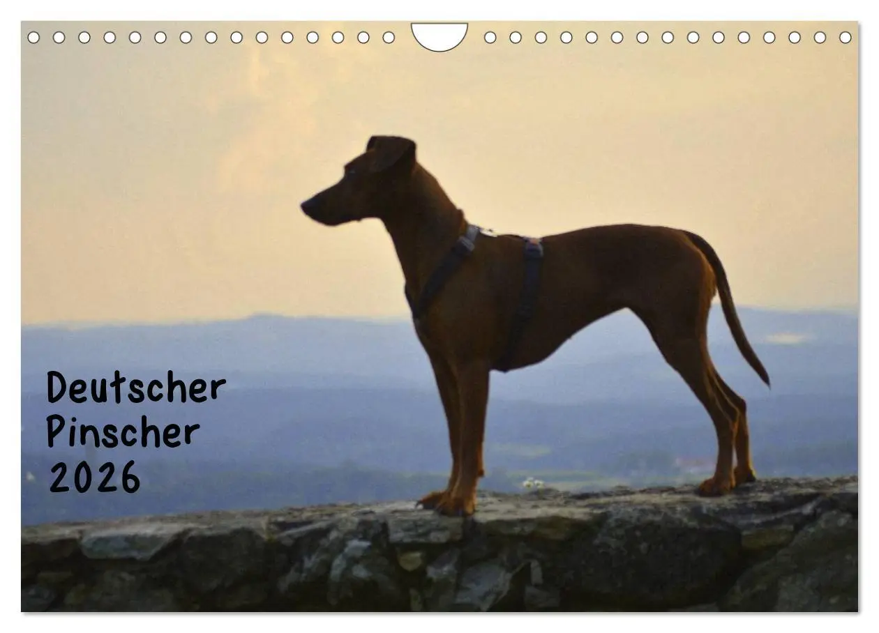 Cover: 9783516088328 | Deutscher Pinscher (Wandkalender 2026 DIN A4 quer), CALVENDO...