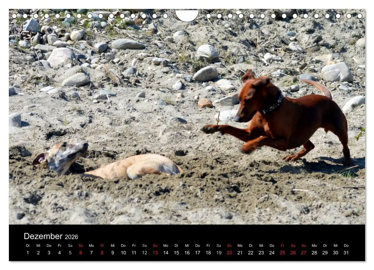 Bild: 9783516088328 | Deutscher Pinscher (Wandkalender 2026 DIN A4 quer), CALVENDO...