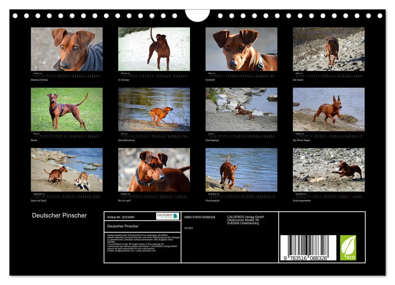 Bild: 9783516088328 | Deutscher Pinscher (Wandkalender 2026 DIN A4 quer), CALVENDO...