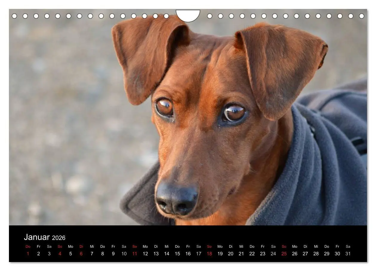 Bild: 9783516088328 | Deutscher Pinscher (Wandkalender 2026 DIN A4 quer), CALVENDO...