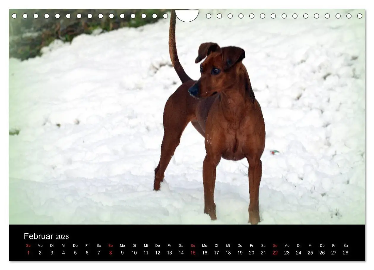 Bild: 9783516088328 | Deutscher Pinscher (Wandkalender 2026 DIN A4 quer), CALVENDO...