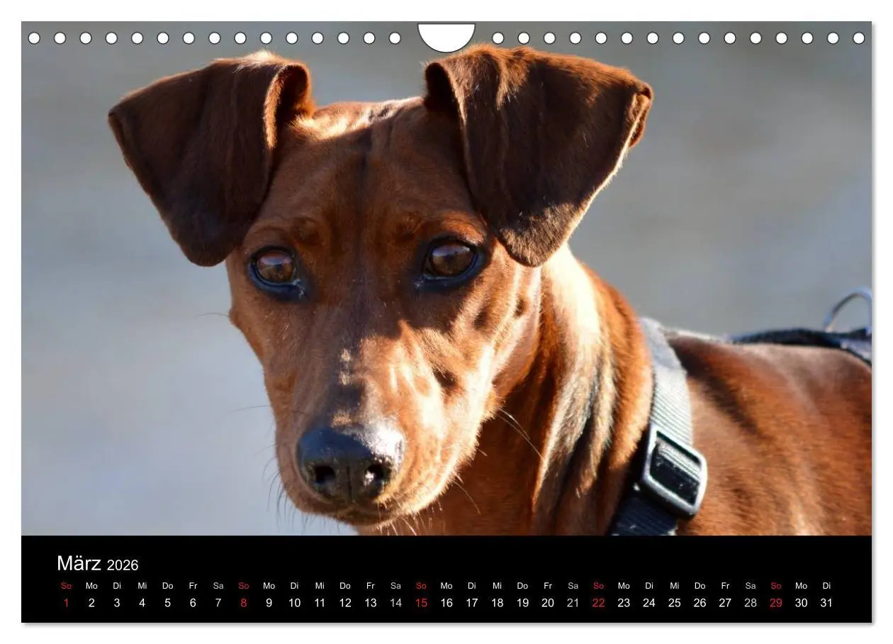 Bild: 9783516088328 | Deutscher Pinscher (Wandkalender 2026 DIN A4 quer), CALVENDO...