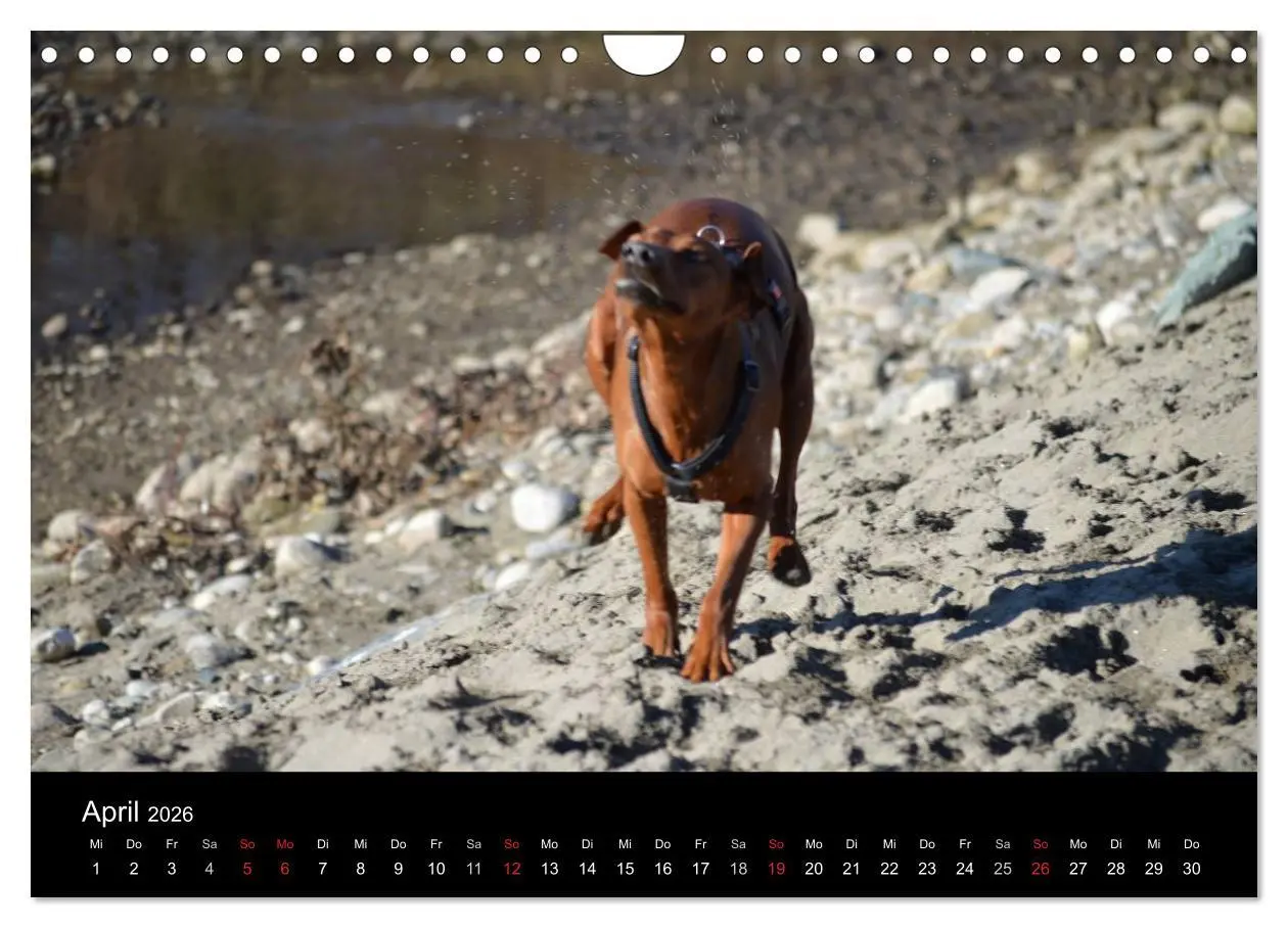 Bild: 9783516088328 | Deutscher Pinscher (Wandkalender 2026 DIN A4 quer), CALVENDO...
