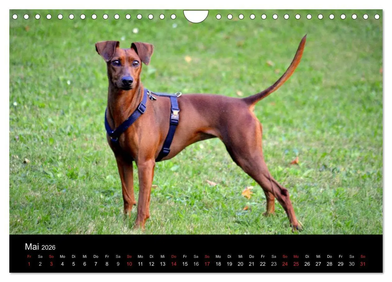 Bild: 9783516088328 | Deutscher Pinscher (Wandkalender 2026 DIN A4 quer), CALVENDO...