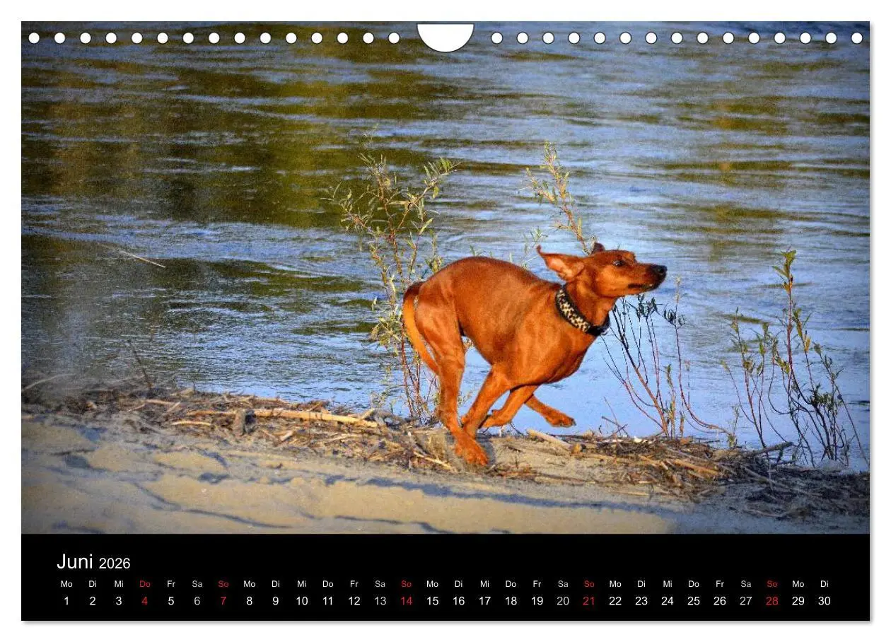 Bild: 9783516088328 | Deutscher Pinscher (Wandkalender 2026 DIN A4 quer), CALVENDO...