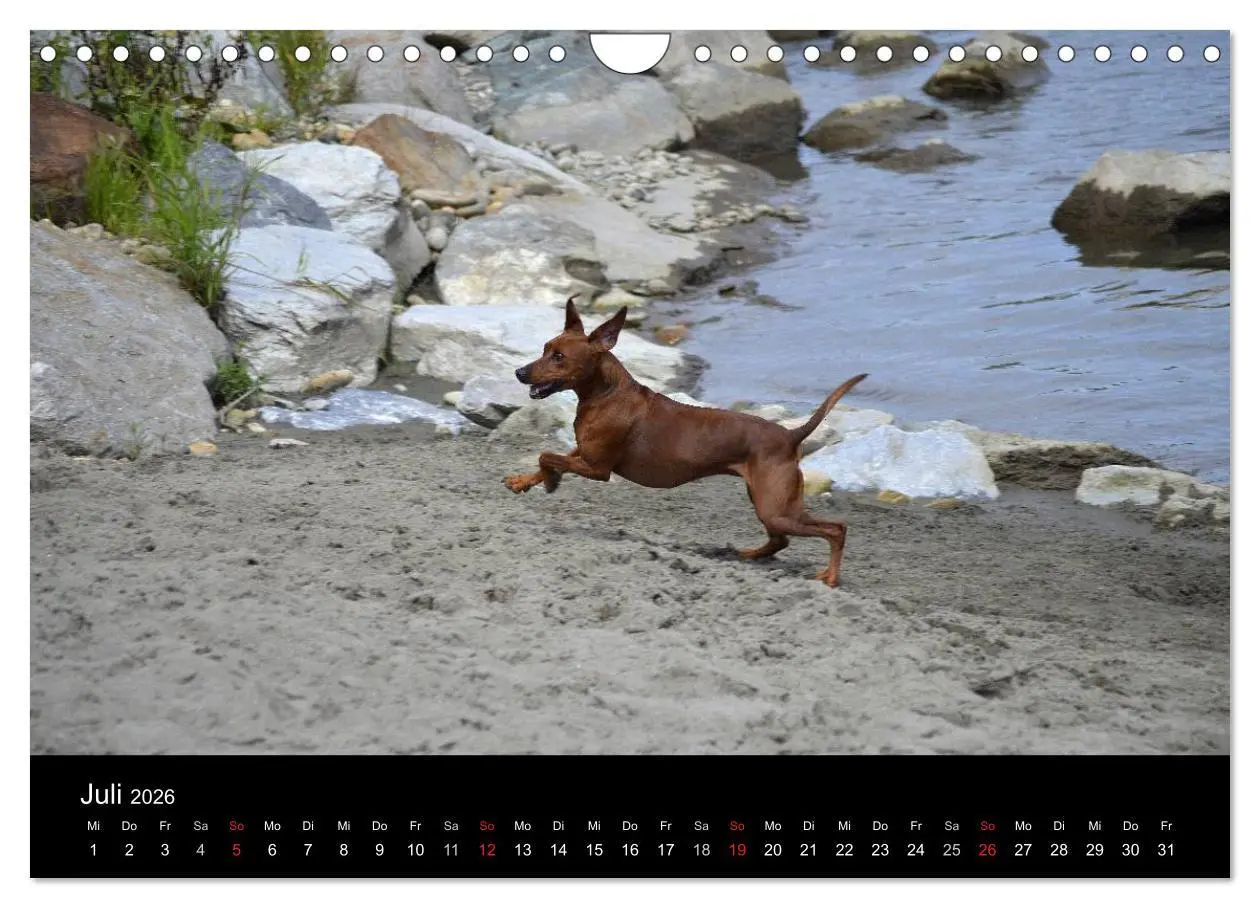 Bild: 9783516088328 | Deutscher Pinscher (Wandkalender 2026 DIN A4 quer), CALVENDO...