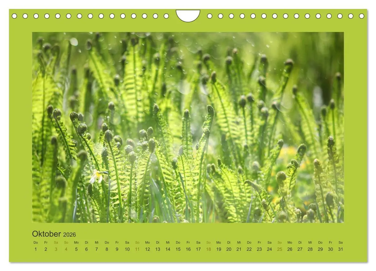 Bild: 9783516228328 | 12 Farben (Wandkalender 2026 DIN A4 quer), CALVENDO Monatskalender