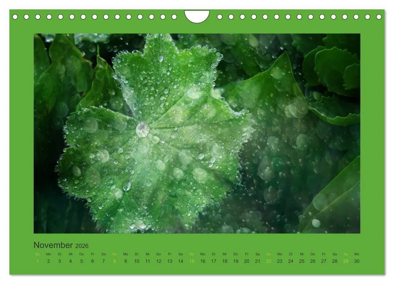 Bild: 9783516228328 | 12 Farben (Wandkalender 2026 DIN A4 quer), CALVENDO Monatskalender