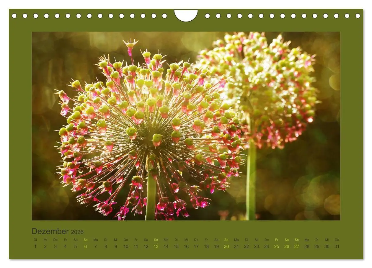 Bild: 9783516228328 | 12 Farben (Wandkalender 2026 DIN A4 quer), CALVENDO Monatskalender